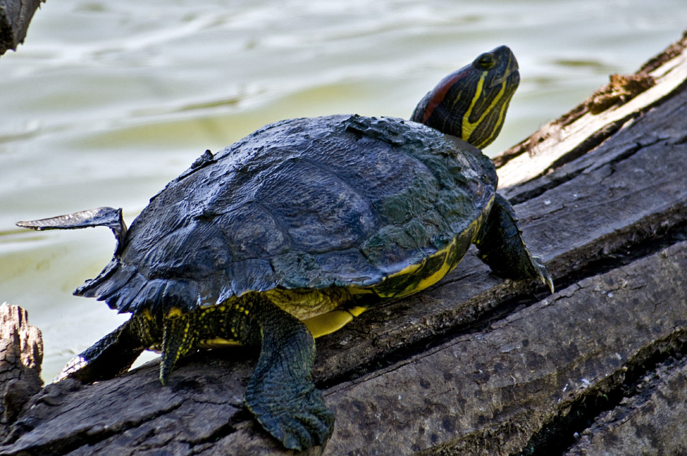 Rotwangen Schmuckschildkröte