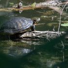 Rotwangen-Schmuckschildkröte