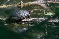 Rotwangen-Schmuckschildkröte