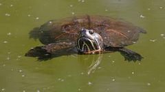 Rotwangen-Schmuckschildkröte