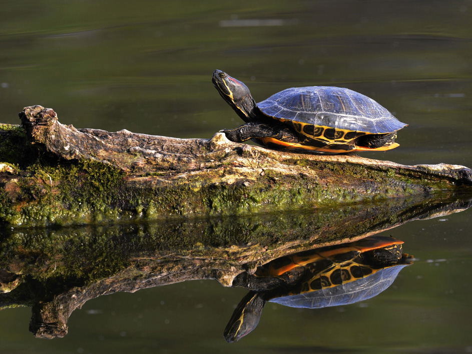 Rotwangen Schmuckschildkröte