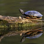 Rotwangen Schmuckschildkröte