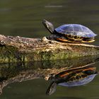 Rotwangen Schmuckschildkröte