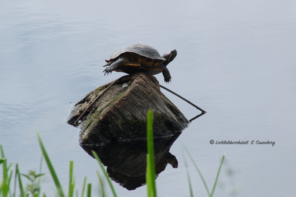 ROTWANGEN-SCHMUCKSCHILDKRÖTE