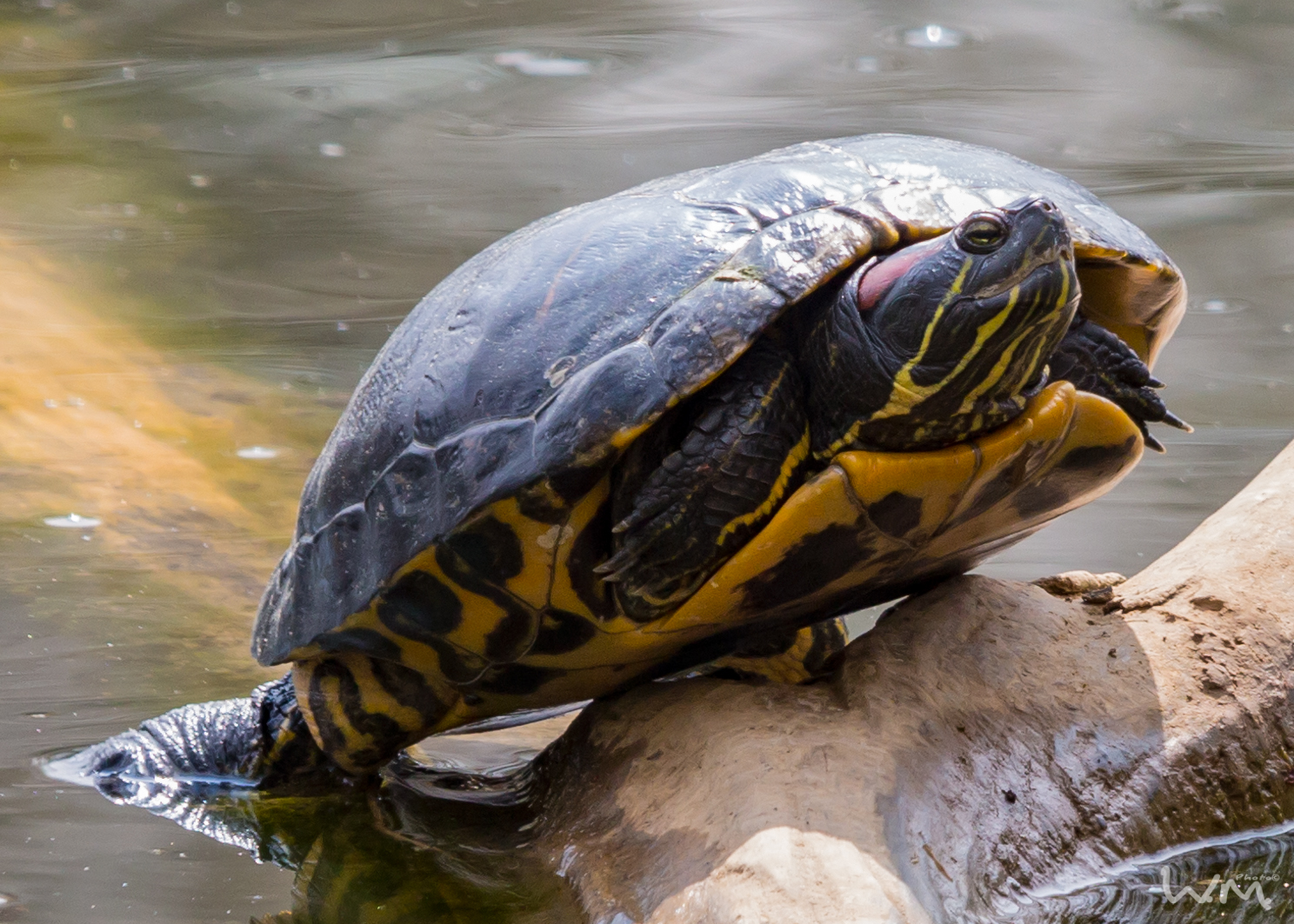 Rotwangen-Schmuckschildkröte