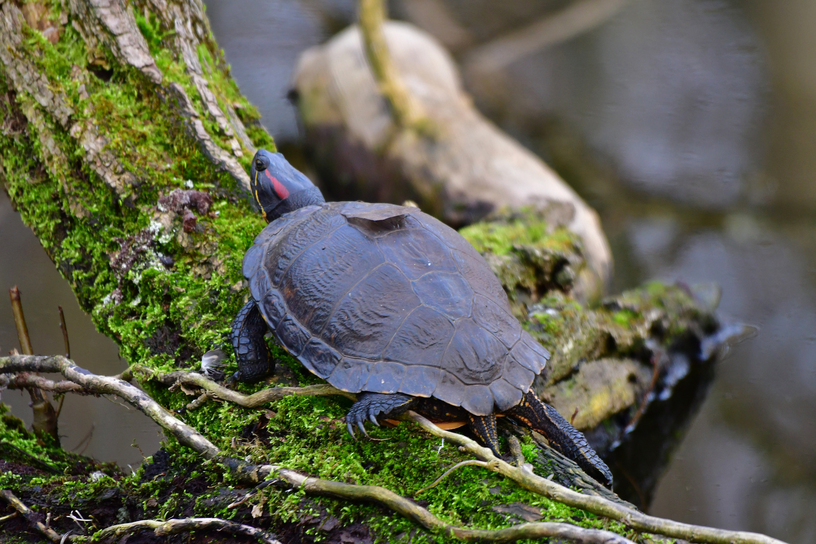 Rotwangen-Schmuckschildkröte am Baldeneysee