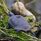 Rotwangen-Schmuckschildkröte am Baldeneysee