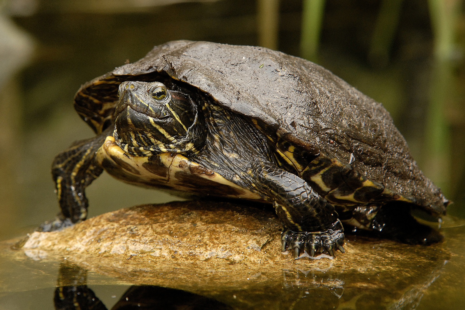 Rotwangen-Schmuckschildkröte