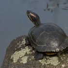 Rotwangen-Schmuckschildkröte