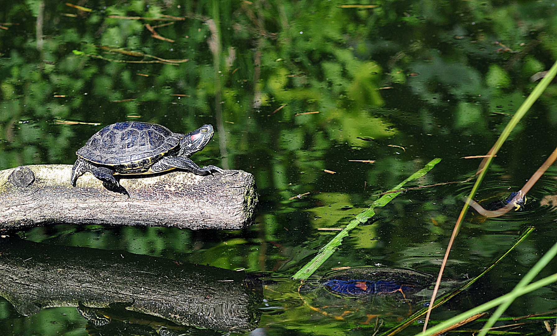 Rotwangen-Schmuckschildkröte