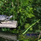 Rotwangen-Schmuckschildkröte