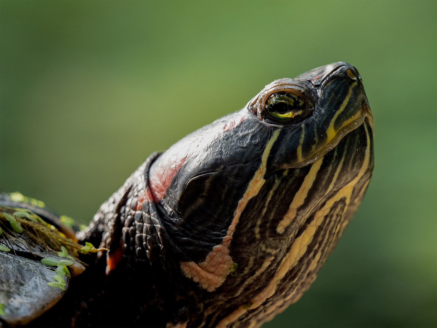 Rotwangen-Schmuckschildkröte