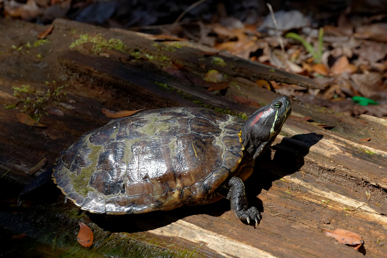 Rotwangen Schmuckschildkröte