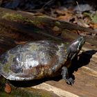 Rotwangen Schmuckschildkröte