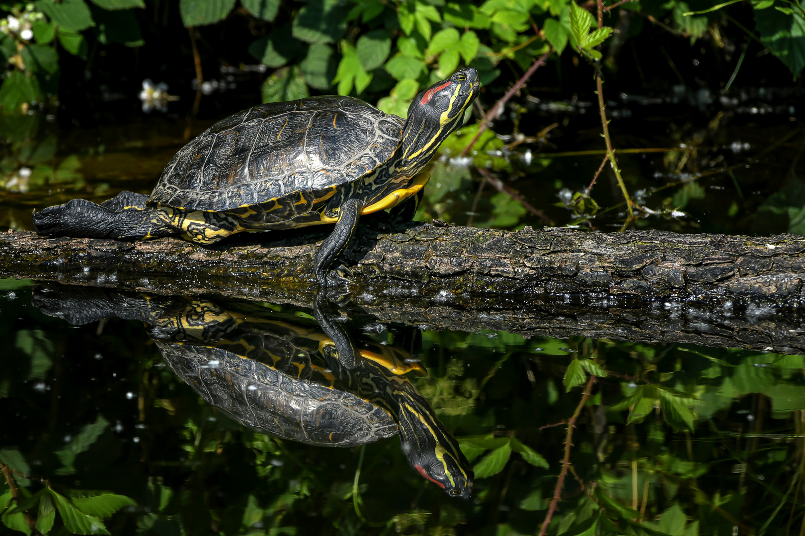 Rotwangen-Schmuckschildkröte