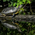 Rotwangen-Schmuckschildkröte