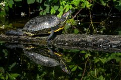 Rotwangen-Schmuckschildkröte