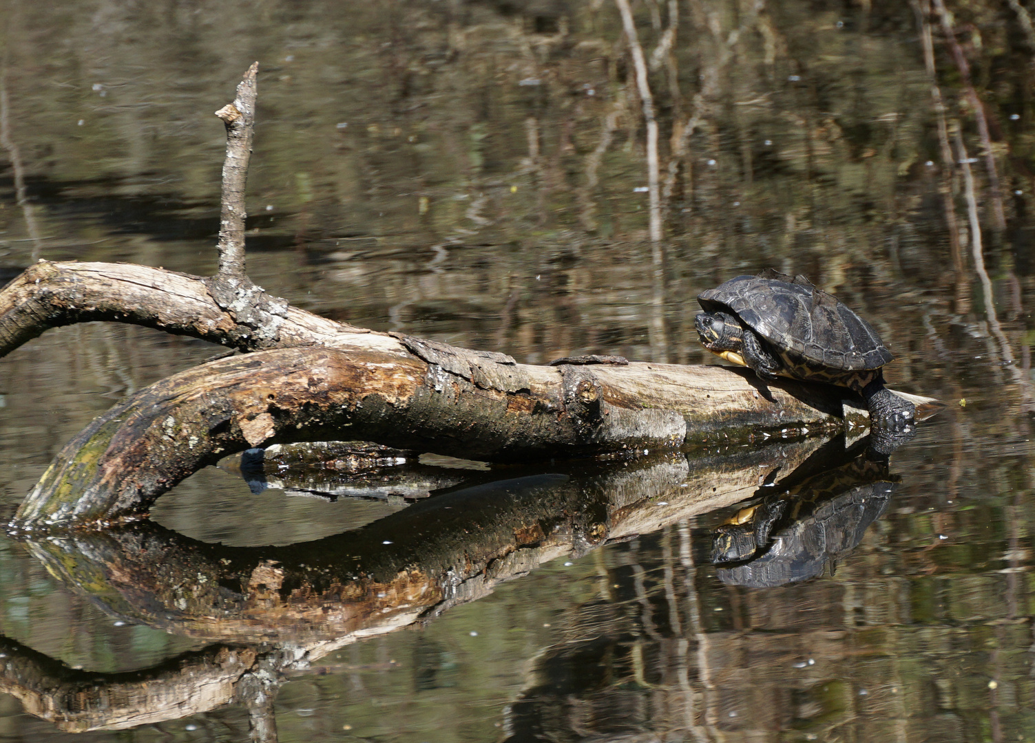 Rotwangen-Schmuckschildkröte