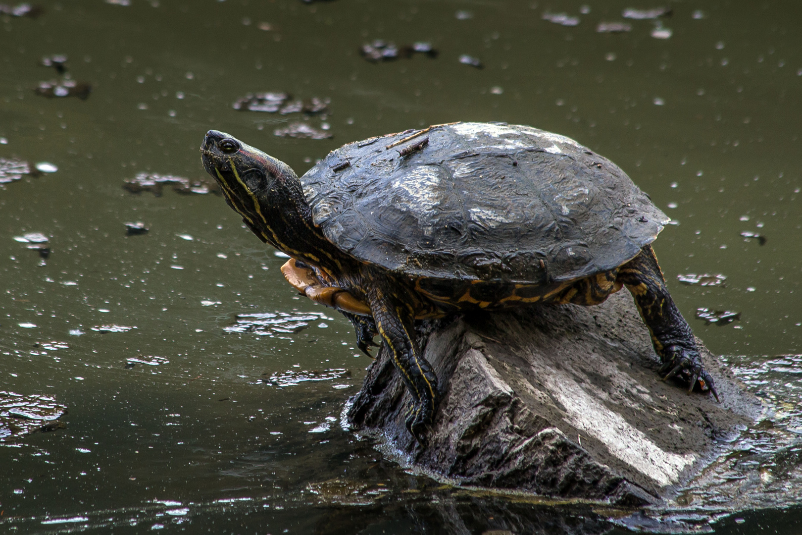 Rotwangen-Schmuckschildkröte im Bayerwald