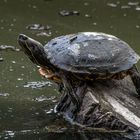 Rotwangen-Schmuckschildkröte im Bayerwald