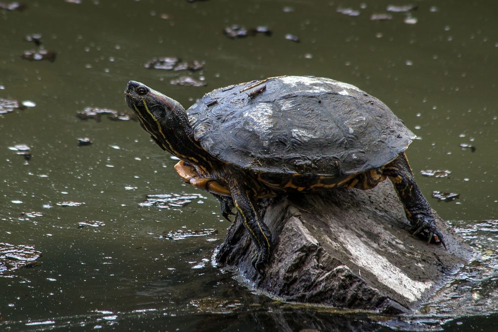 Rotwangen-Schmuckschildkröte im Bayerwald