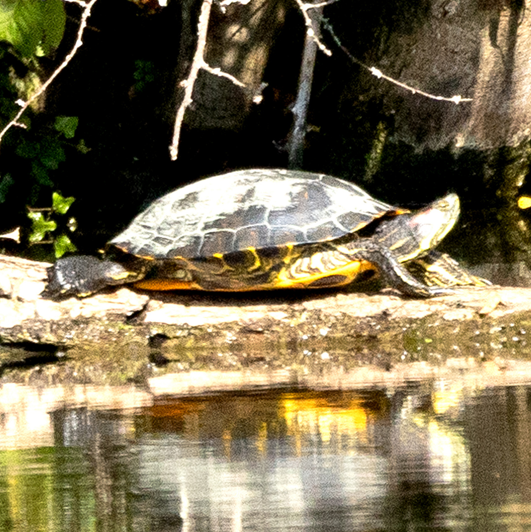 Rotwangen-Schmuckschildkröte (Trachemis scripta elegans)