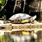 Rotwangen-Schmuckschildkröte (Trachemis scripta elegans)