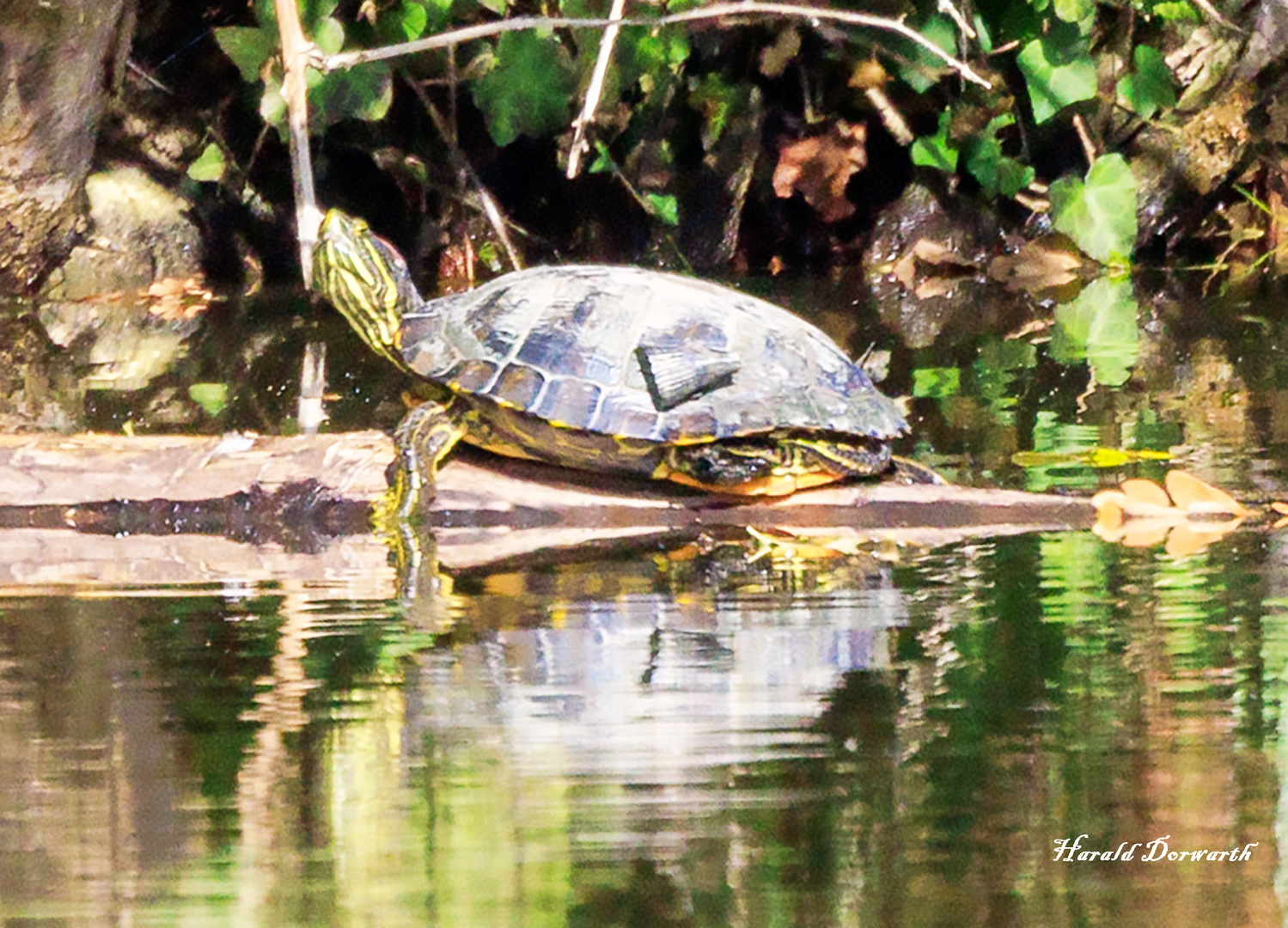 Rotwangen-Schmuckschildkröte (Trachemis scripta elegans)