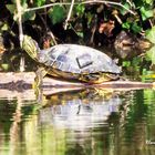 Rotwangen-Schmuckschildkröte (Trachemis scripta elegans)