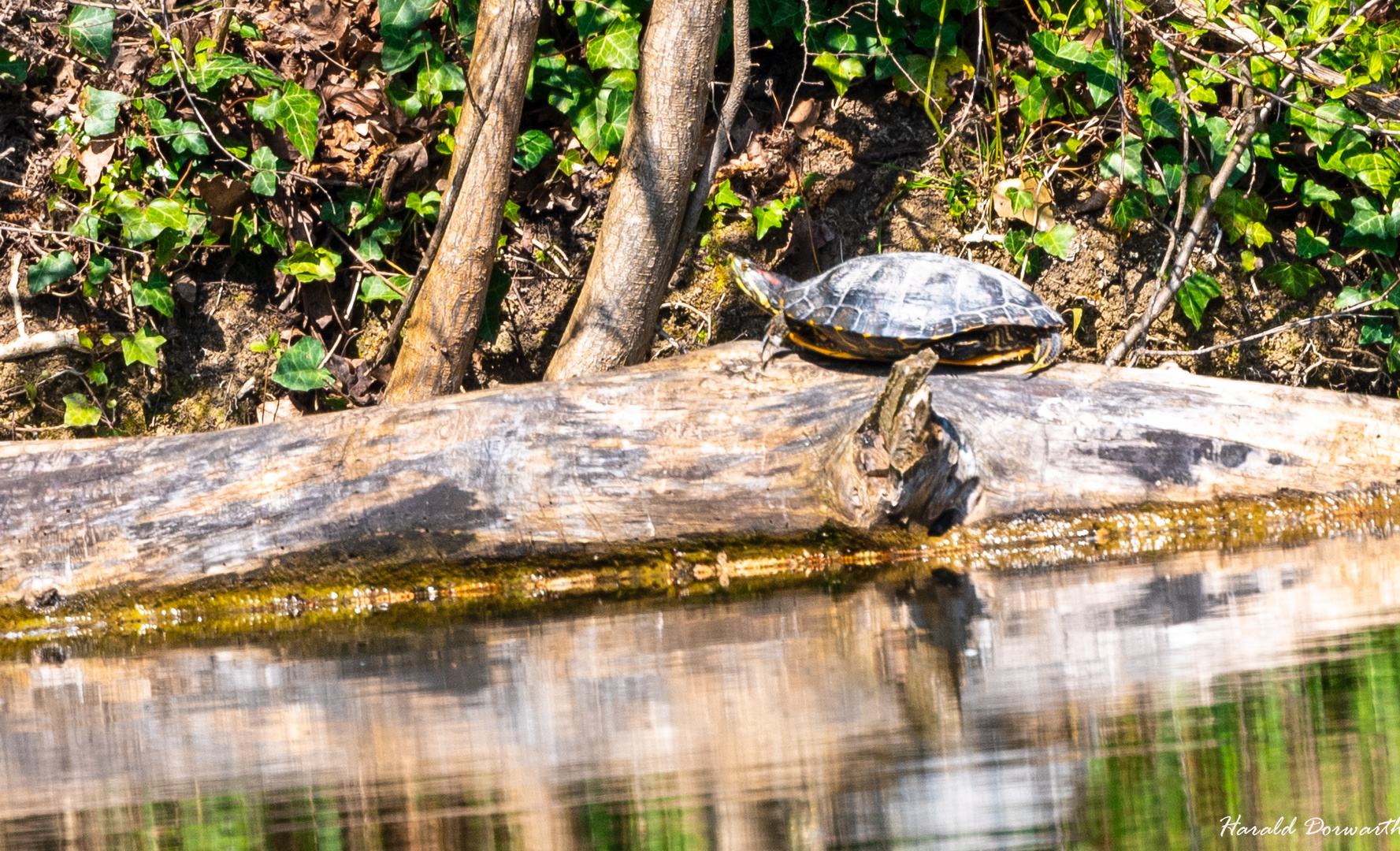 Rotwangen-Schmuckschildkröte (Trachemis scripta elegans)