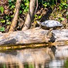 Rotwangen-Schmuckschildkröte (Trachemis scripta elegans)