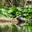 Rotwangen-Schmuckschildkröte (Trachemis scripta elegans)