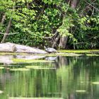 Rotwangen-Schmuckschildkröte (Trachemys scripta elegans)