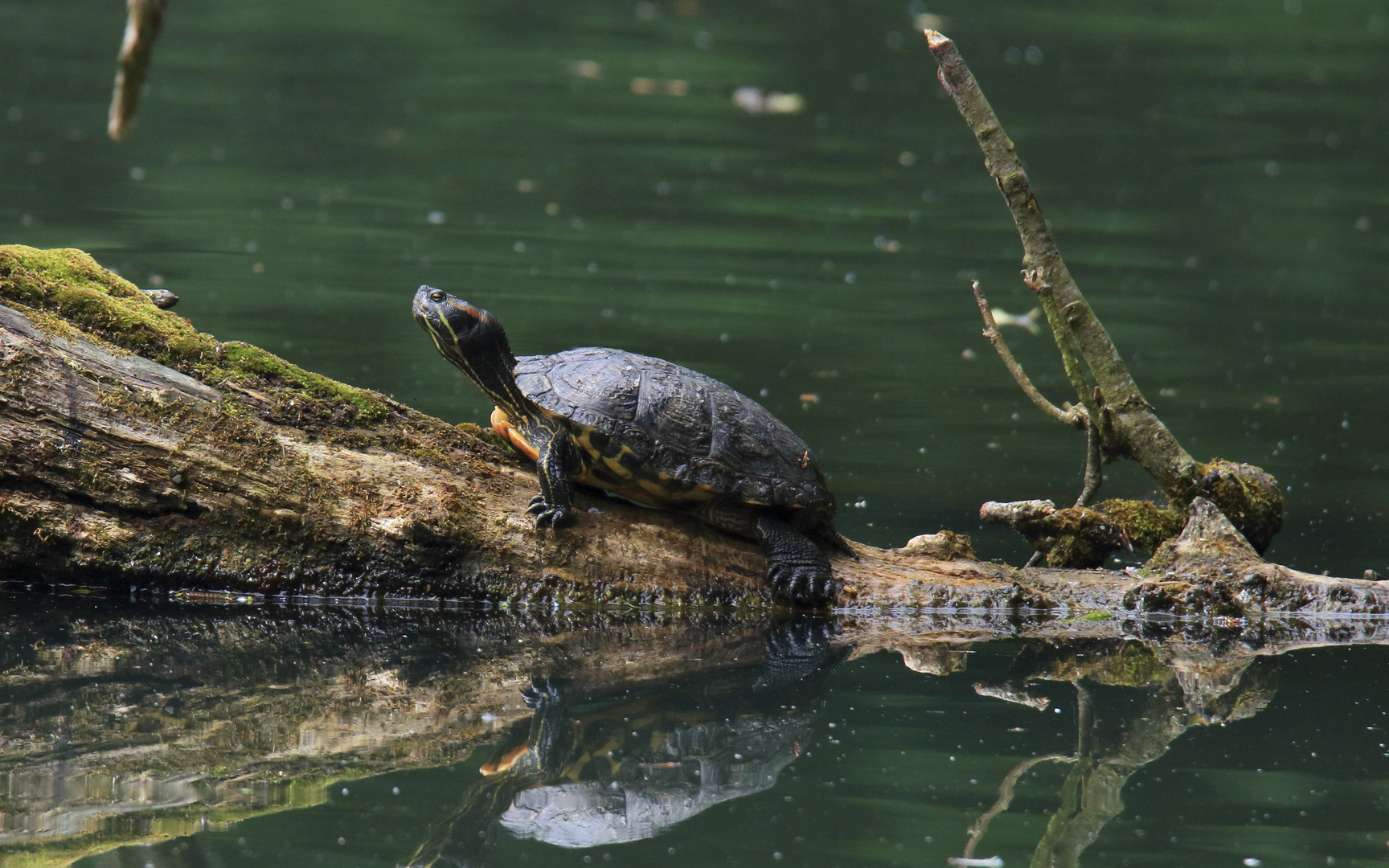 Rotwangen-Schmuckschildkröte (Trachemys scripta elegans)