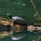 Rotwangen-Schmuckschildkröte (Trachemys scripta elegans)