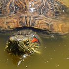  Rotwangen-Schmuckschildkröte (trachemys scripta elegans)