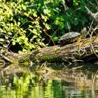 Rotwangen-Schmuckschildkröte (Trachemys scripta elegans)0000