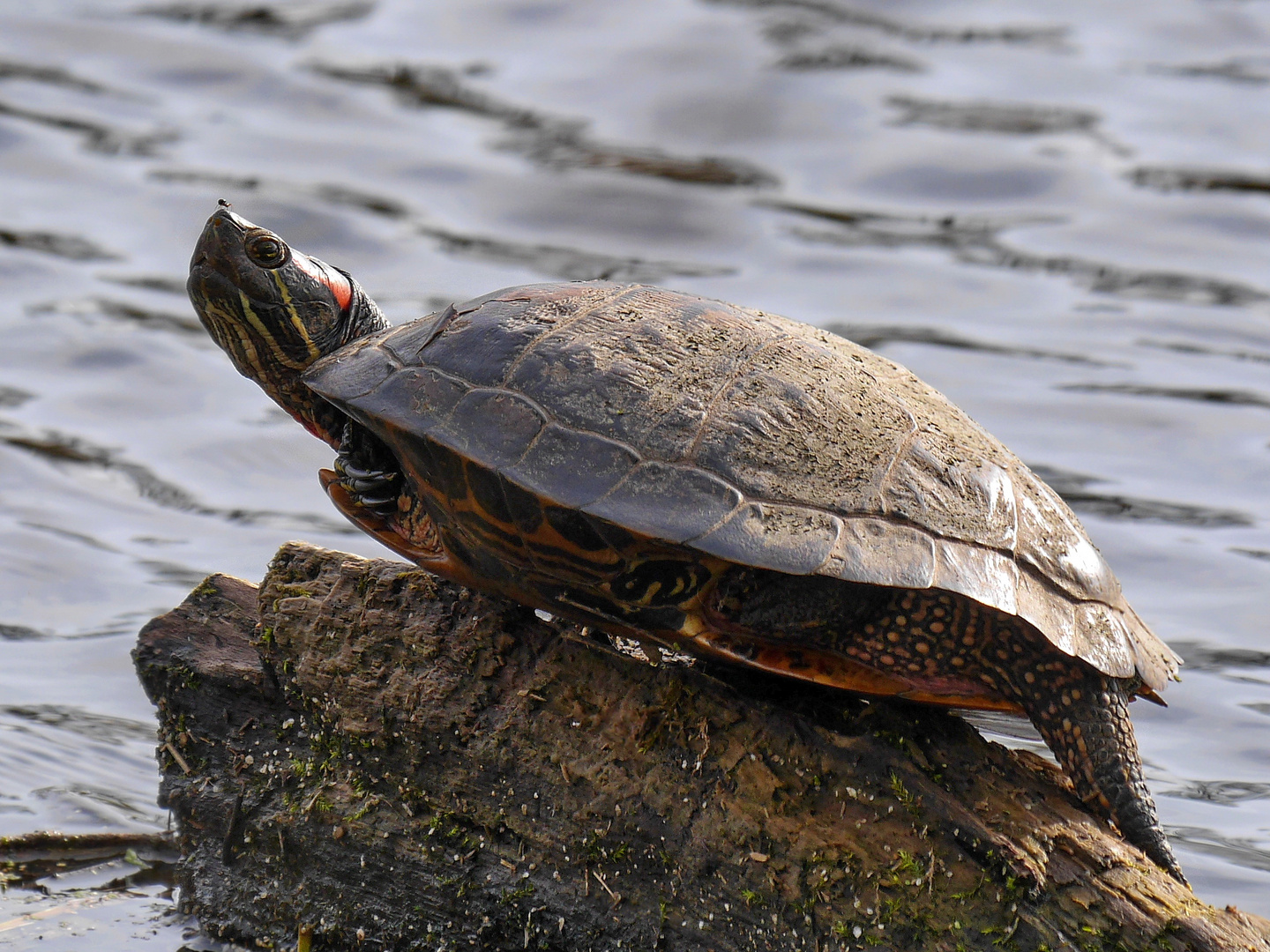 Rotwangen-Schmuckschildkröte (Trachemys scripta elegans)1420558