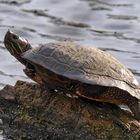 Rotwangen-Schmuckschildkröte (Trachemys scripta elegans)1420558