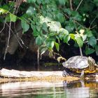 Rotwangen-Schmuckschildkröte (Trachemys scripta elegans)2