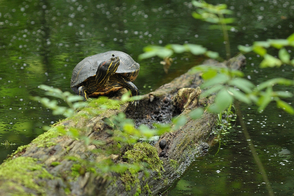 Rotwangen – Schmuckschildkröte: Trügerische Waldidylle 01