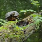 Rotwangen – Schmuckschildkröte: Trügerische Waldidylle 01