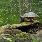 Rotwangen – Schmuckschildkröte: Trügerische Waldidylle 02