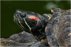 Rotwangen-Schmuckschildkröte (Zoo Neuwied)