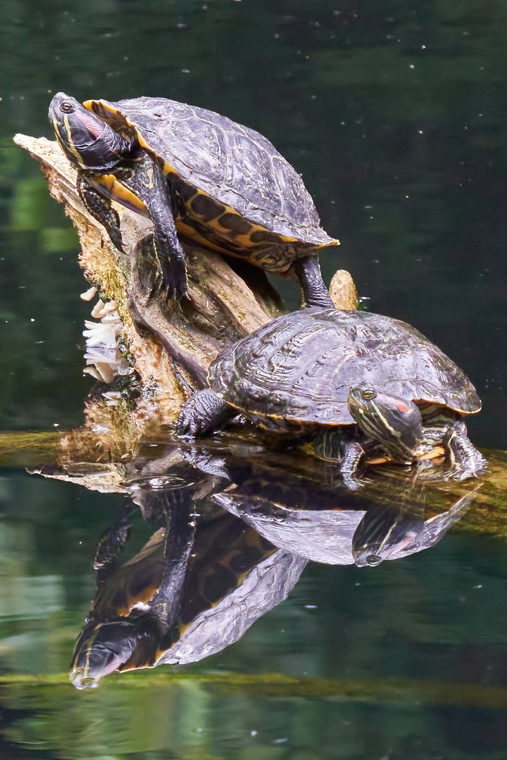 Rotwangen-Schmuckschildkröten