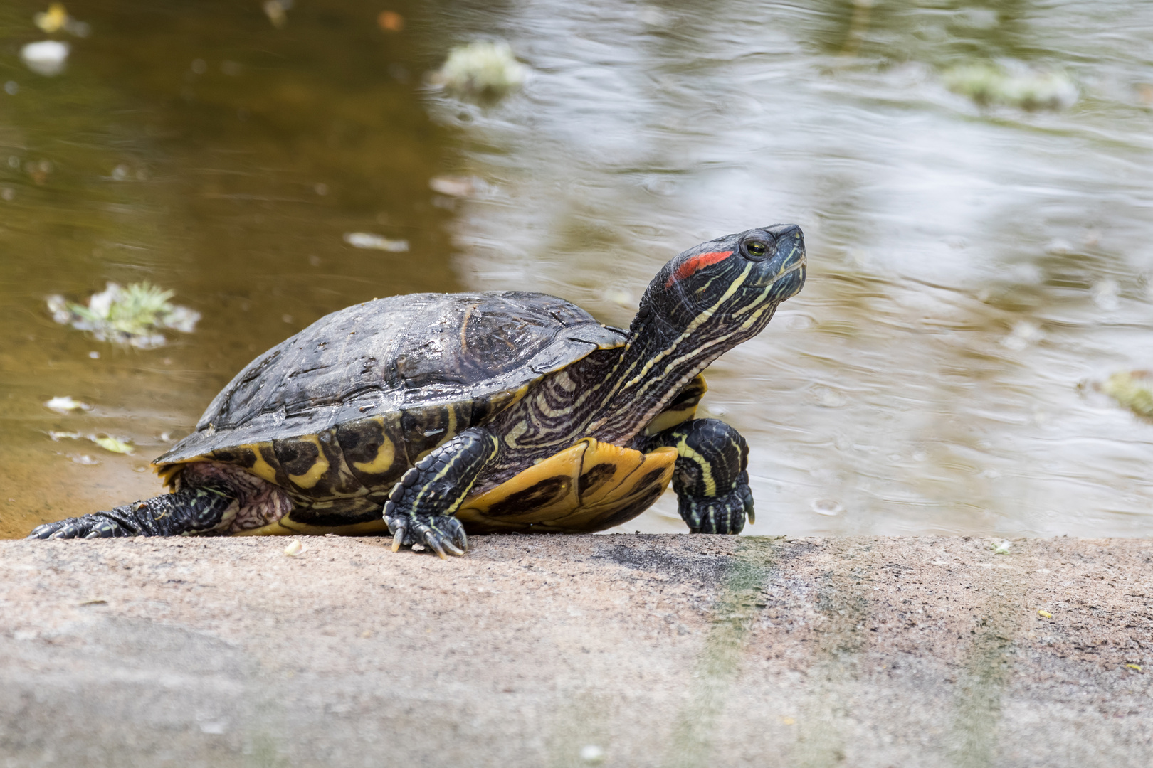 Rotwangenschildkröte 