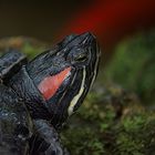 Rotwangenschildkröte