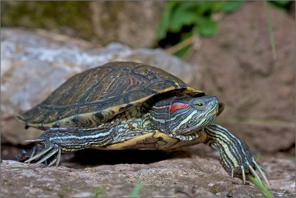 Rotwangenschildkröte