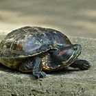 Rotwangenschildkröte