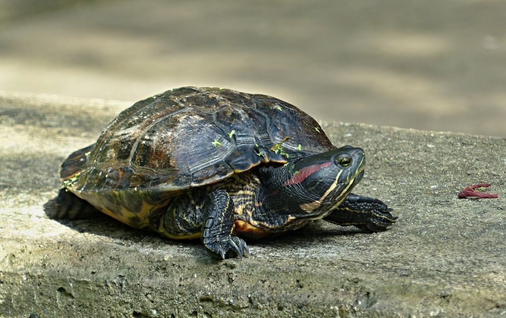 Rotwangenschildkröte Foto & Bild tiere, wildlife, amphibien
